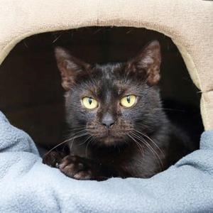Minty, young, available for adoption