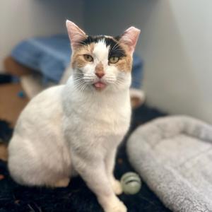 Sundae, adult, available for adoption