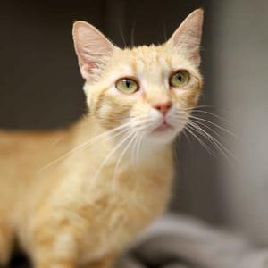 Sunny, adult, available for adoption