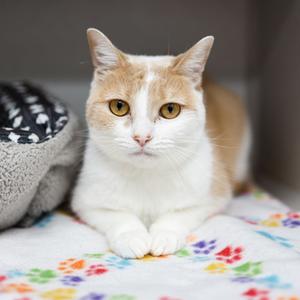 Fennel, adult, available for adoption