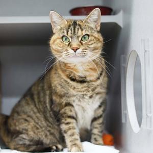 Silina, senior, available for adoption