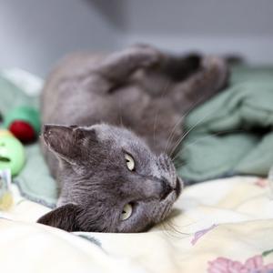 A gray cat lying on its back on a bed with a green blanket and a toy nearby.