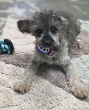 A small, fluffy dog with curly gray fur is lying on a textured rug, chewing on a blue and white toy. The dog has a playful expression with its tongue out and appears to be enjoying its playtime.