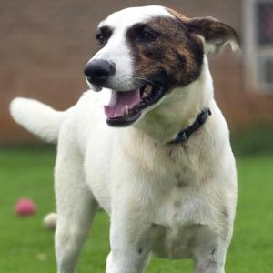 Whelma, Border Collie, young, available for adoption