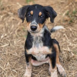 A small black, brown, and white puppy sitting on dry grass.
