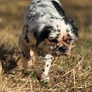 Sir Spotsalot, Shih Tzu, adult, available for adoption