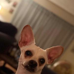Charlie, Chiweenie, young, available for adoption