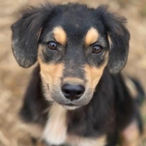 Archie, Australian Shepherd, puppy, available for adoption