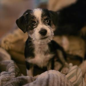 Rocky, Terrier, puppy, available for adoption