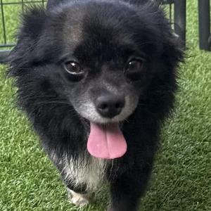 Koda, Pekingese / Chihuahua, adult, available for adoption