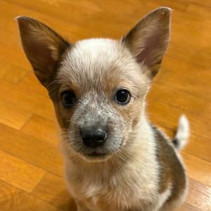 Captain Morgan, Australian Cattle Dog/Blue Heeler, puppy, available for adoption