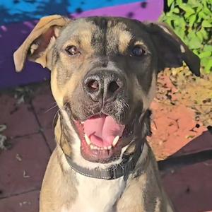 Artie, adult, available for adoption