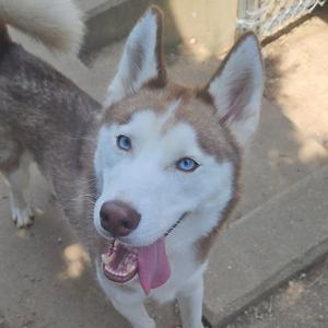 Balto, Husky, adult, available for adoption