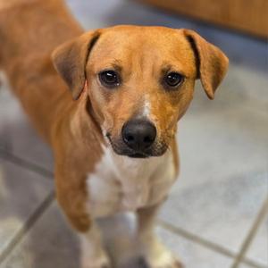 Boone, young, available for adoption
