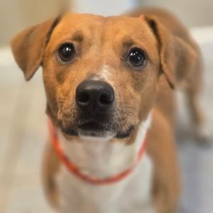 Boone, young, available for adoption