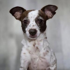 A small brown and white dog with large ears and expressive eyes, sitting against a plain background.