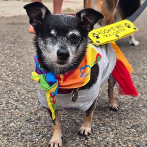 Fitz, Chihuahua, adult, available for adoption