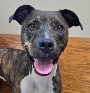Cece, Pit Bull Terrier, young, available for adoption