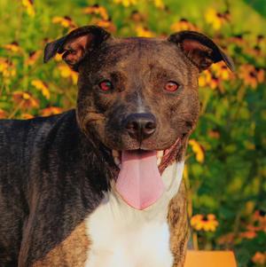 Cece, Pit Bull Terrier, young, available for adoption