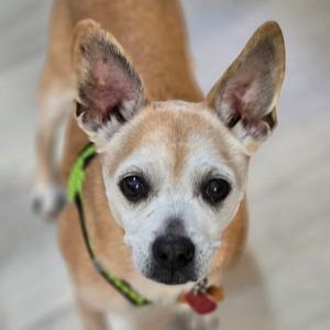 A close-up, high-angle shot of a tan and white chihuahua mix wearing a green and black harness and a red tag.