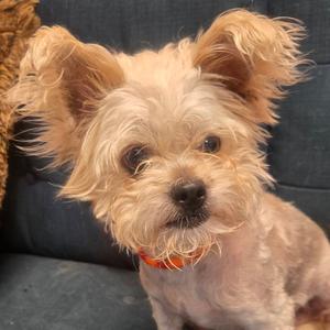 Cleo, Terrier, adult, available for adoption