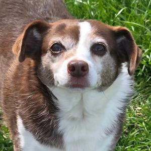 Flopsy, Rat Terrier, adult, available for adoption