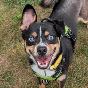 George, young, available for adoption