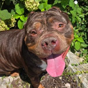 Gloria, American Bulldog, adult, available for adoption