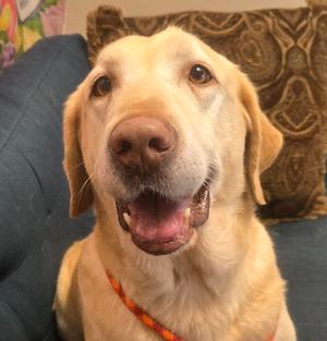 Felix, Labrador Retriever, senior, available for adoption