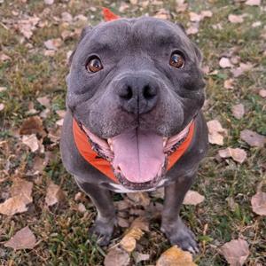 A gray dog with a pink tongue and an orange bandana is standing on grass with fallen leaves.