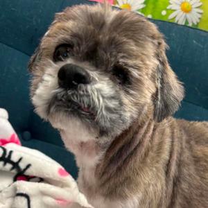 Dudley Duddles, Shih Tzu, senior, available for adoption