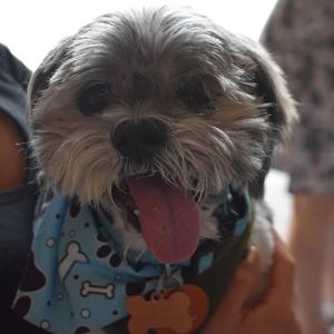 Dudley Duddles, Shih Tzu, senior, available for adoption