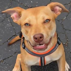 Harkin, puppy, available for adoption