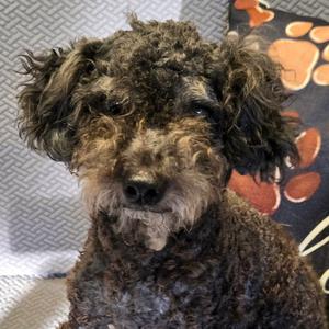 Chandler, Poodle (Miniature), adult, available for adoption