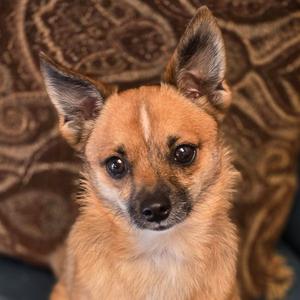 Chet, Pomeranian / Chihuahua, young, available for adoption