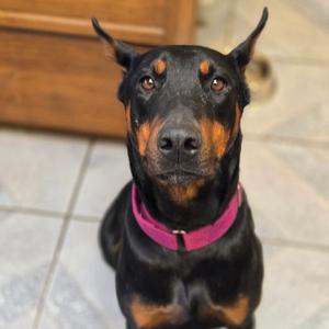 Dolly Parton, Doberman Pinscher, adult, available for adoption