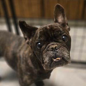George, French Bulldog, senior, available for adoption