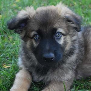 A fluffy puppy with blue eyes lying on grass