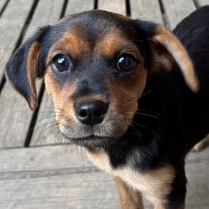 Chili, puppy, available for adoption