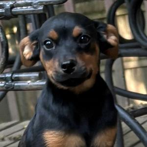 Habanero, puppy, available for adoption