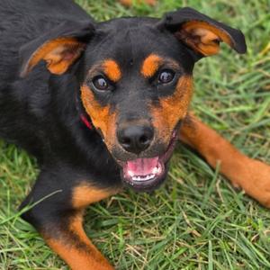 Habanero, puppy, available for adoption
