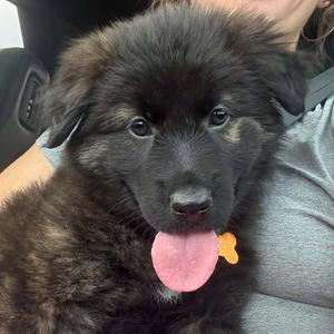 Guadalupe, Shepherd / Labrador Retriever, puppy, available for adoption