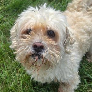 Carson, West Highland White Terrier Westie, senior, available for adoption