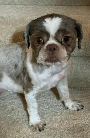 A small dog with a white and brown coat, standing on a carpeted floor.