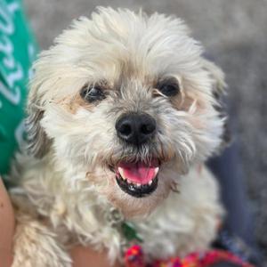 Benji, Shih Tzu, senior, available for adoption