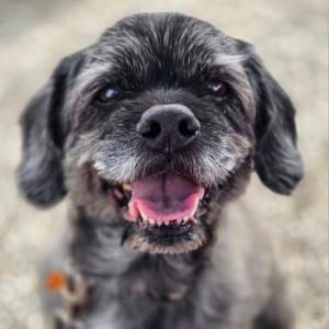 Clark, Miniature Schnauzer, senior, available for adoption