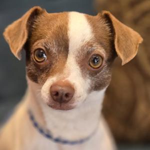 Gru, Chihuahua, young, available for adoption