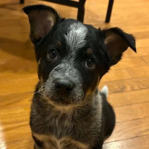 Budweiser, Australian Cattle Dog/Blue Heeler, puppy, available for adoption