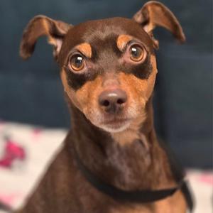 Bambi, Miniature Pinscher, adult, available for adoption