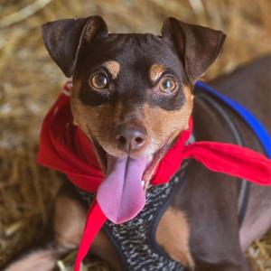 Bambi, Miniature Pinscher, adult, available for adoption